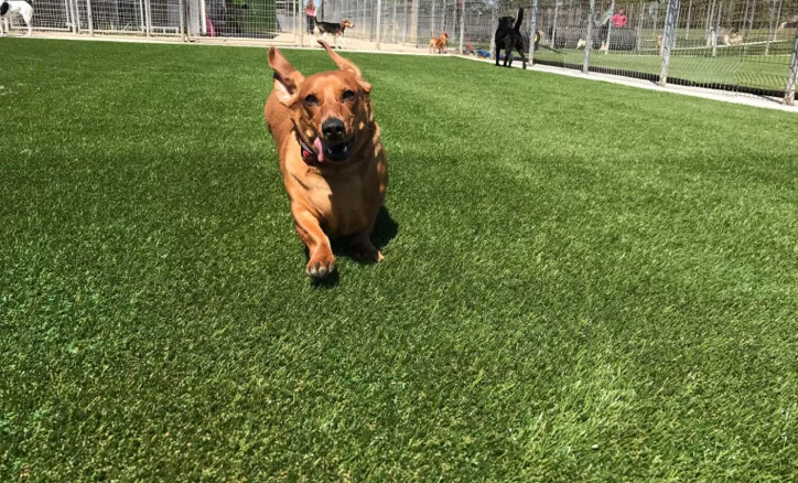Dog running through turf grass | Nampa Floors