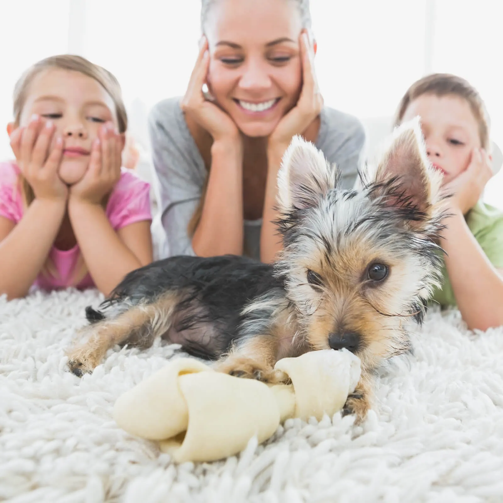 Pet perfect flooring | Nampa Floors & Interiors